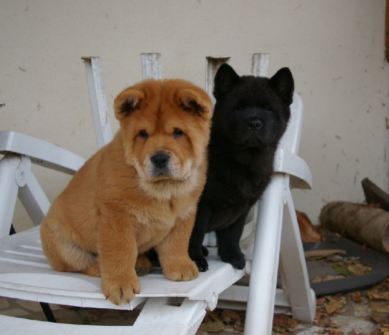 de Zheng He - Chow Chow - Portée née le 19/08/2010