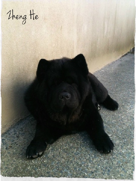 French design da gai de Zheng He