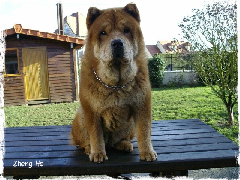 Game on en yu de Zheng He