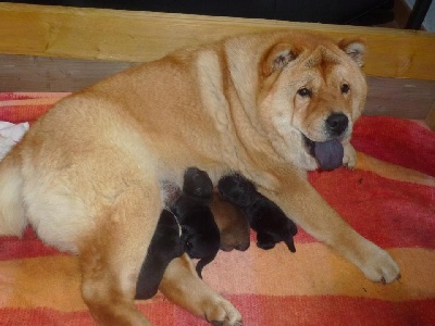 de Zheng He - Des chiots !