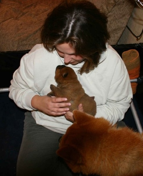 Socialisation de nos chiots