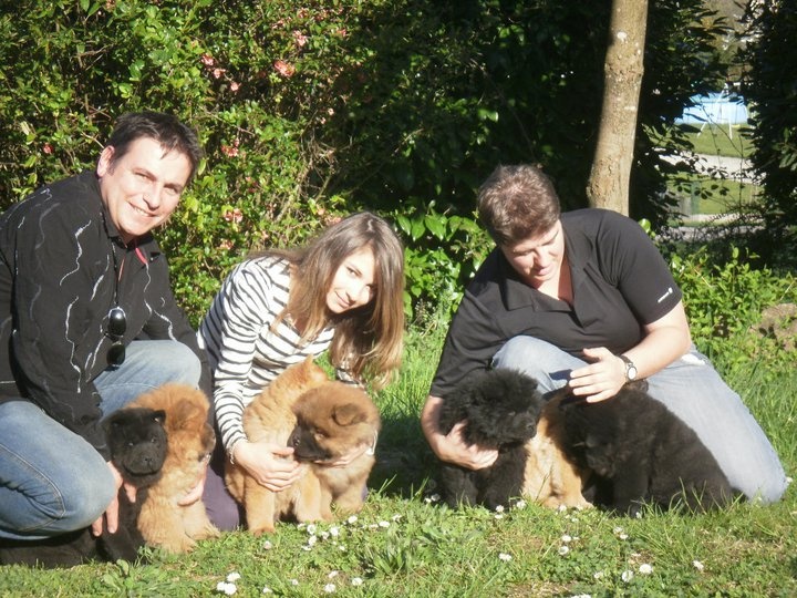 de Zheng He - Chow Chow - Portée née le 31/01/2011